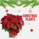 online christmas-plants to philippines