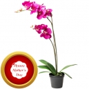 send mothers day plants to philippines