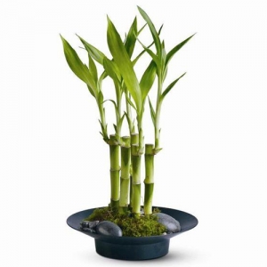send lucky bamboo with river rock to philippines
