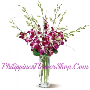 send 12 purple dendrobium orchids vase to philippines