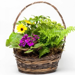 send blooming plant basket to philippines