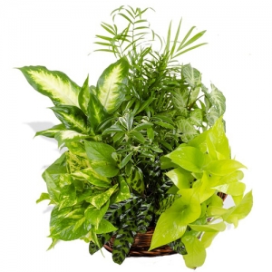 send exotic plant mixed basket to philippines