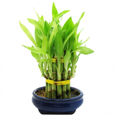 send lucky bamboo forest plant to philippines