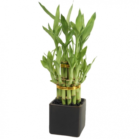 send classic bamboo house plant to philippines