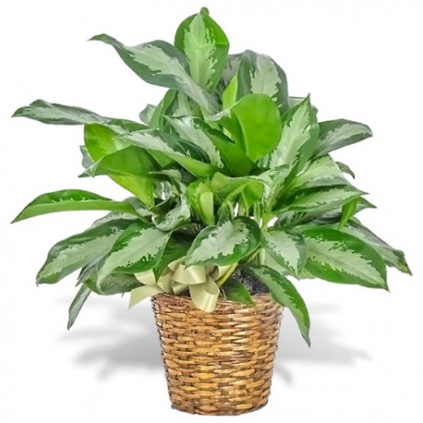 send chinese evergreen plant basket to philippines