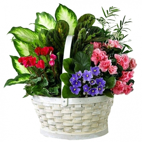 send mixed indoor green plants basket to philippines