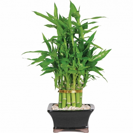 curling lucky bamboo to philippines