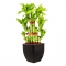 legend lucky bamboo philippines
